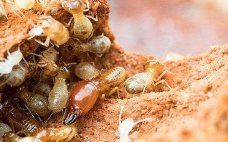 Why Termite Inspections Are Essential for Every Homeowner