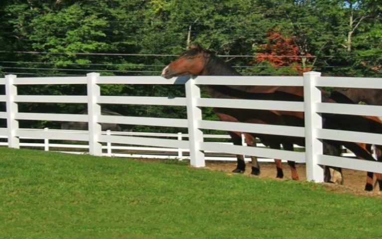 The Cost-Effectiveness of Deer Fences: Protecting Your Landscaping on a Budget