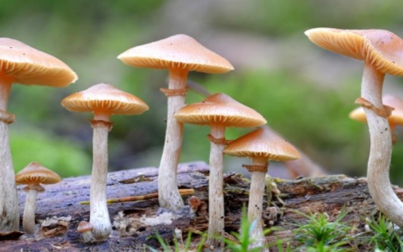 Mushroom Edibles and Neuroplasticity How They May Rewire the Brain