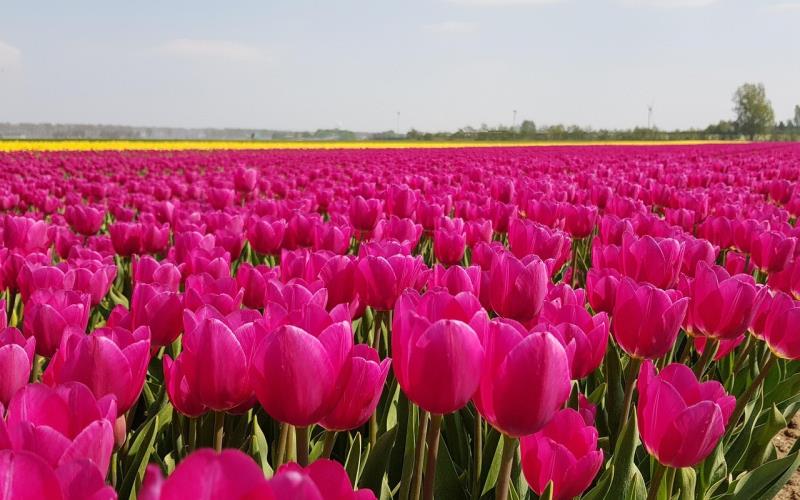 Step-by-Step Guide to Planting Tulip Bulbs for Spring