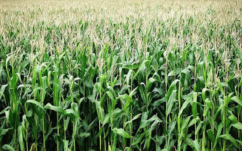 Understanding Fe EDTA and Its Role in Sustainable Farming