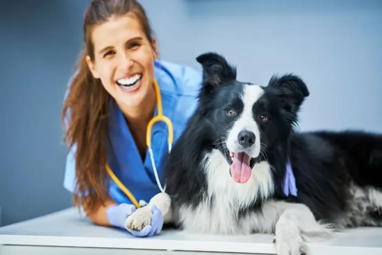 Common Services Offered By General Veterinary Practices