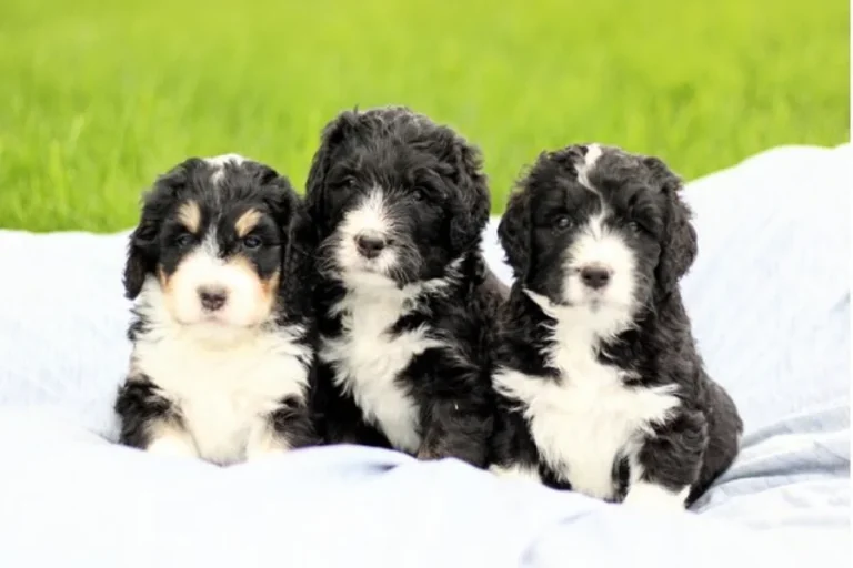 Adopting a Bernedoodle The Smart Way to Welcome a Lifelong Friend