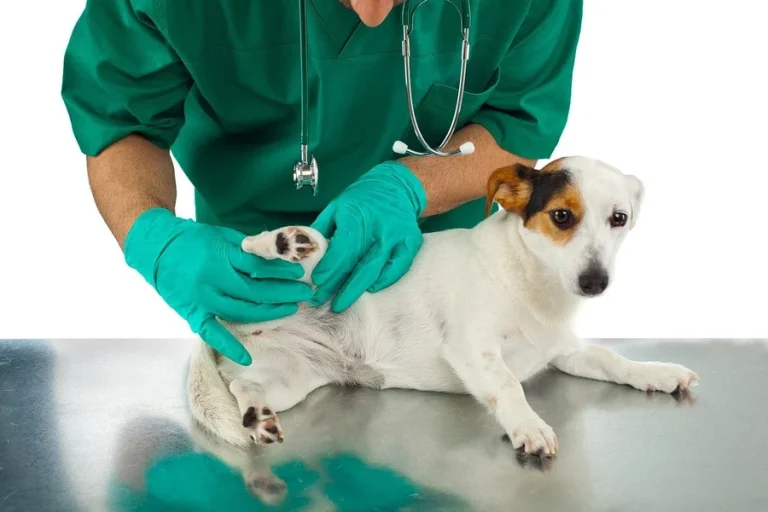How To Choose The Right General Veterinarian For Your Pet