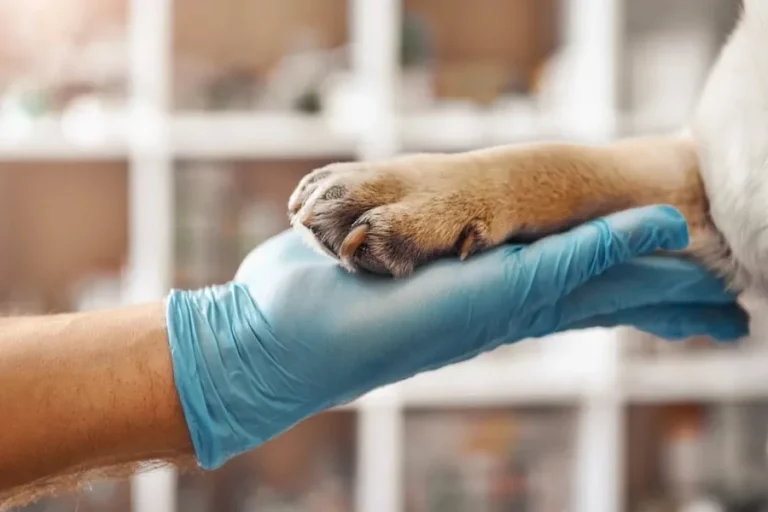 What To Expect During Your Pet’s First Visit To An Animal Clinic