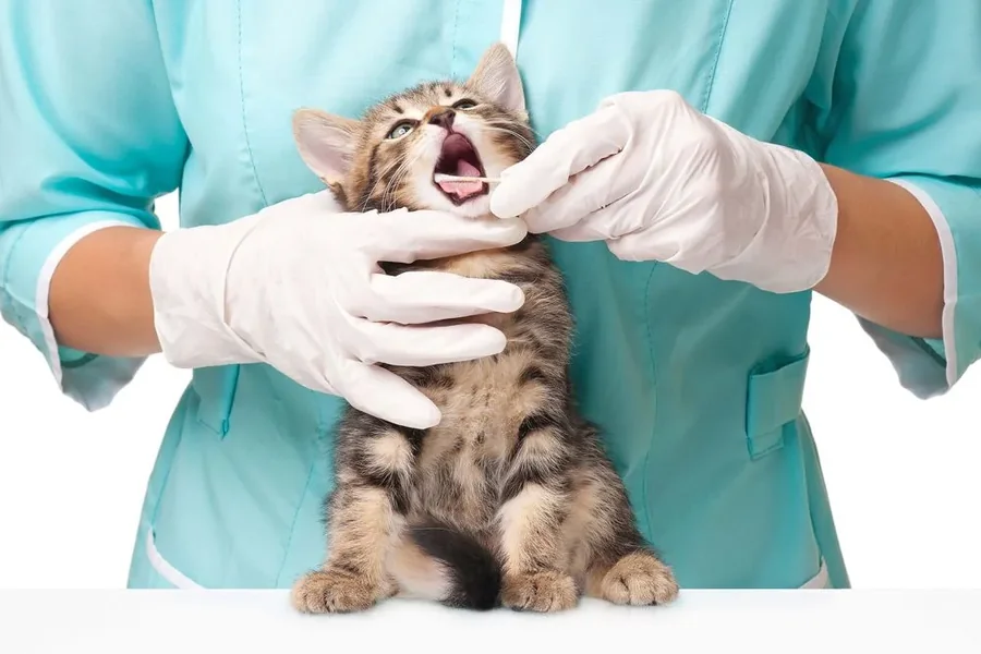 Veterinary Hospital