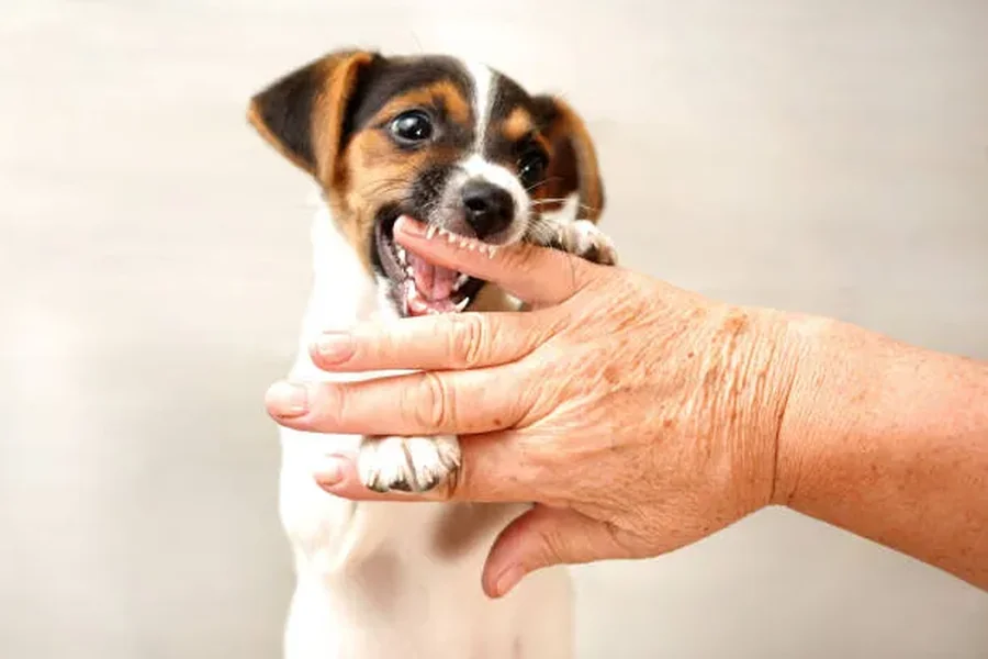 Reduce Dog Bite Incidents