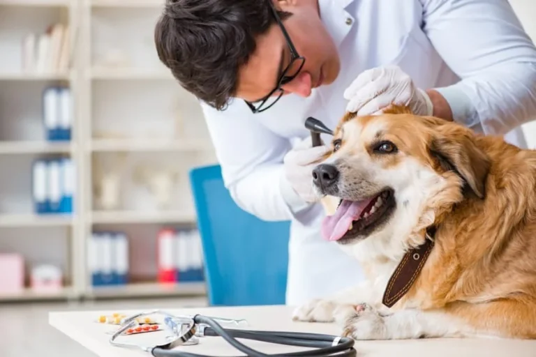 The Importance Of Routine Checkups At Your Local Animal Hospital