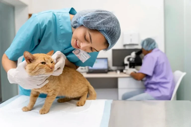 4 Veterinary Services Every Pet Owner Should Know About