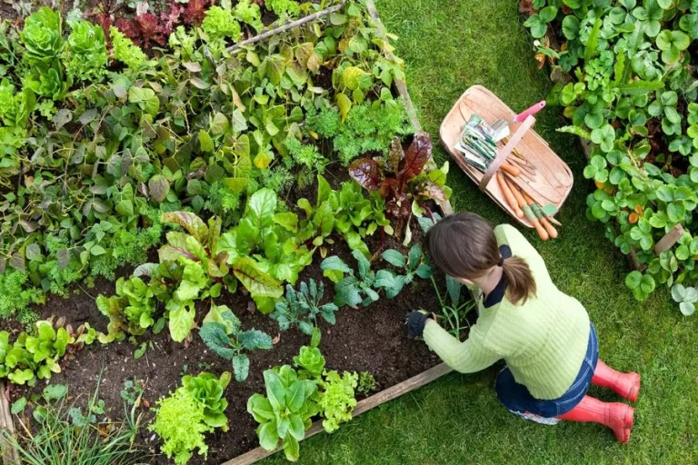 Raised Beds and Vegetable Tending for Beginners