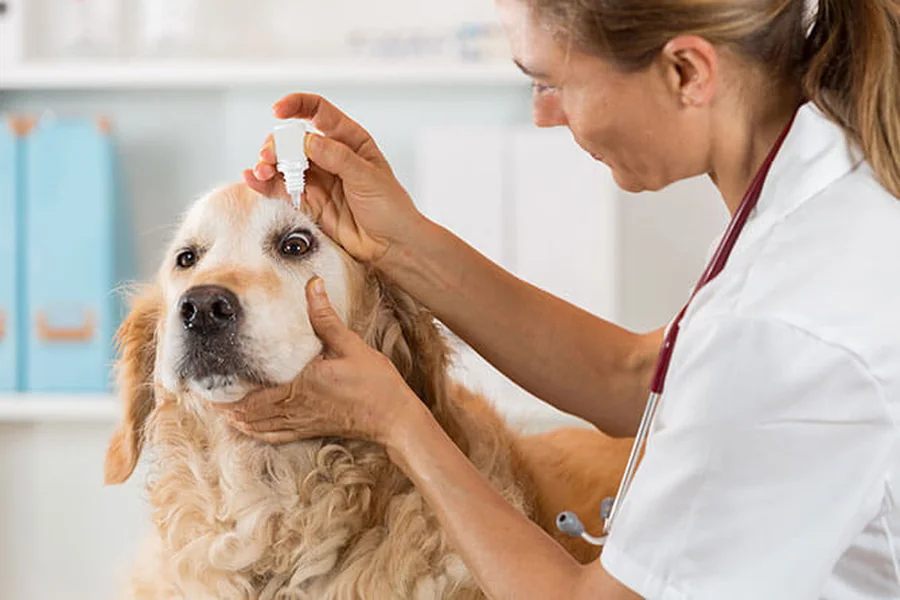 General Veterinarian