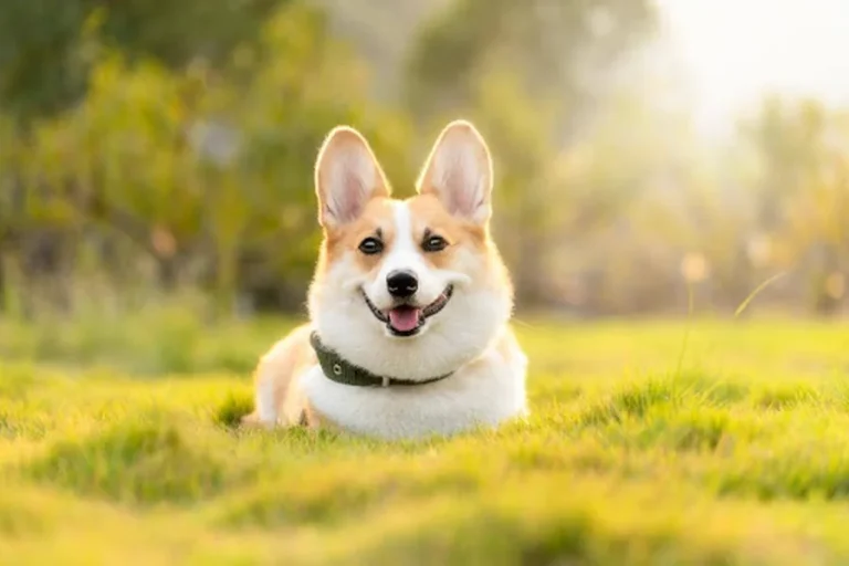 6 Ways to Make Your Grooming Salon More Pet-Friendly