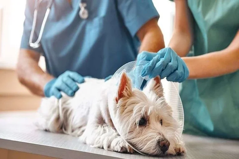 How Animal Hospitals Ensure Continuity Of Care For Multi Pet Families