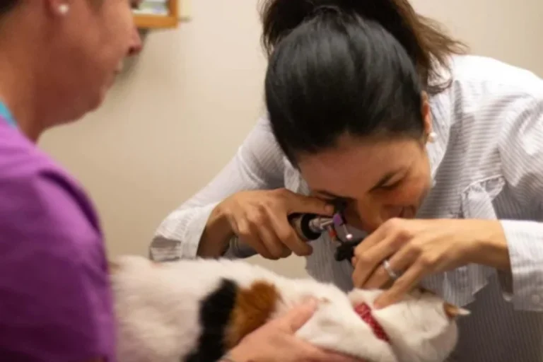 How Veterinarians Help Manage Chronic Pet Conditions