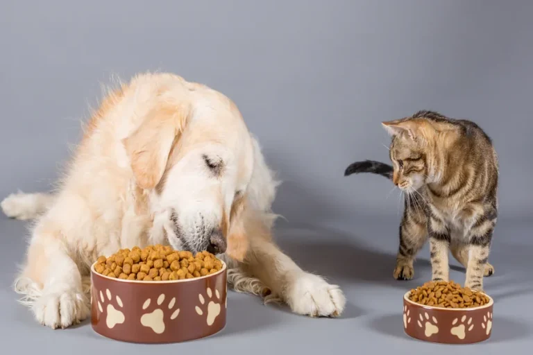 The Role Of Nutrition In Your Pet’s Health