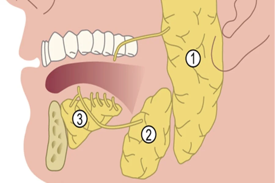 The Role Of Saliva Diagnostics In Early Cavity Prevention