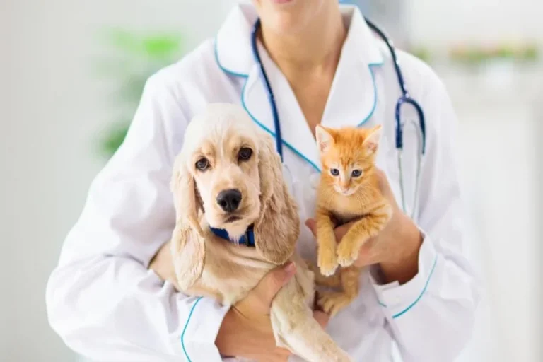 4 Key Services General Veterinarians Provide For Cats And Dogs