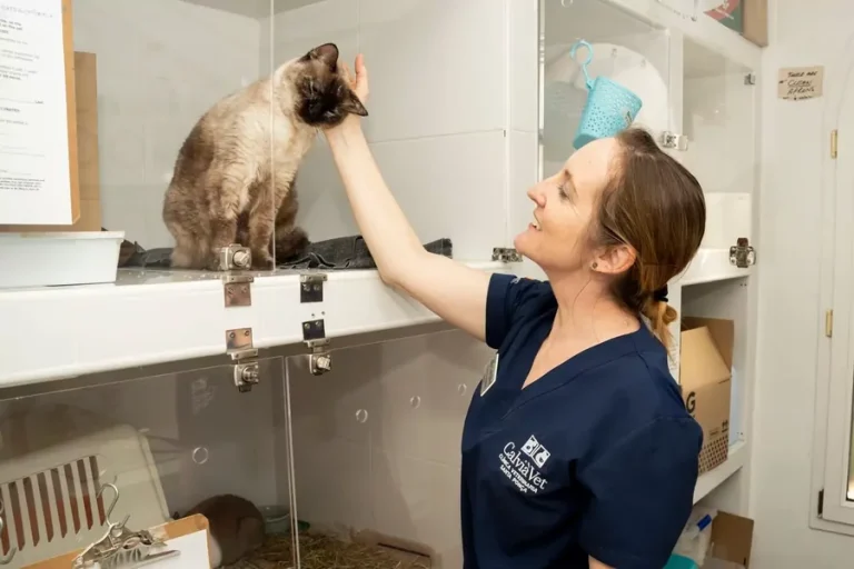 How Animal Clinics Manage Parasite Prevention Programs