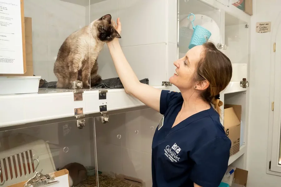 Animal Clinics