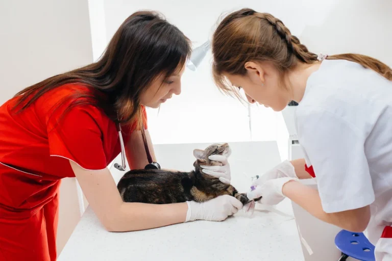 How General Veterinarians Support Emergency And Preventive Care