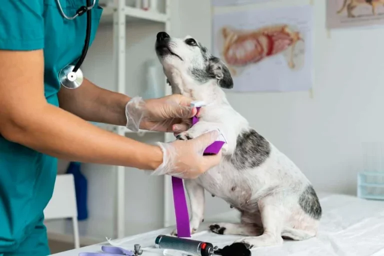 How Urgent Care Vets Support Pets With Gastrointestinal Distress