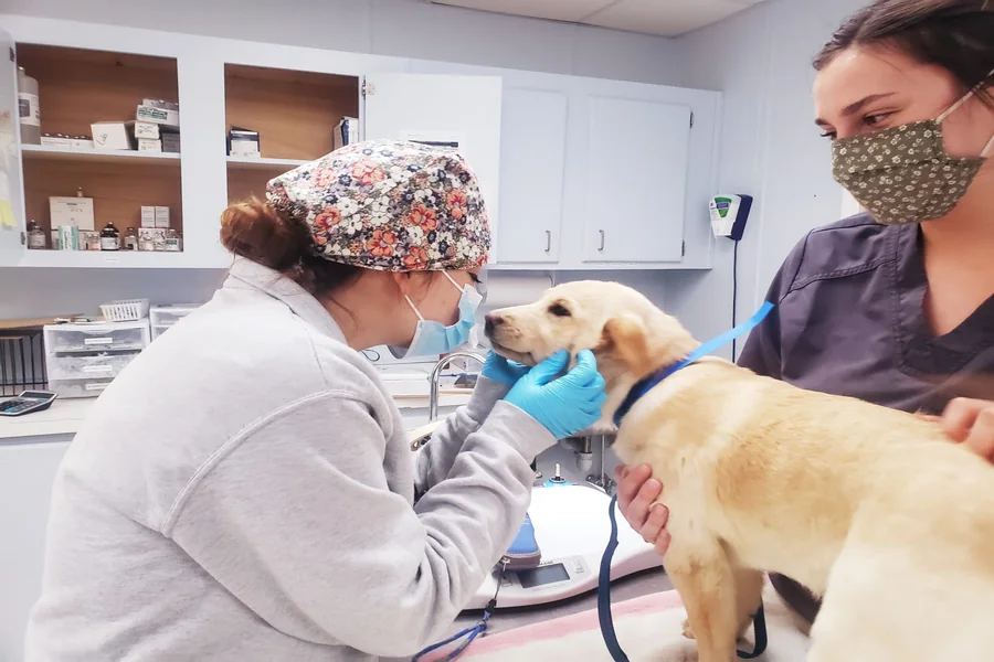 Animal Hospitals