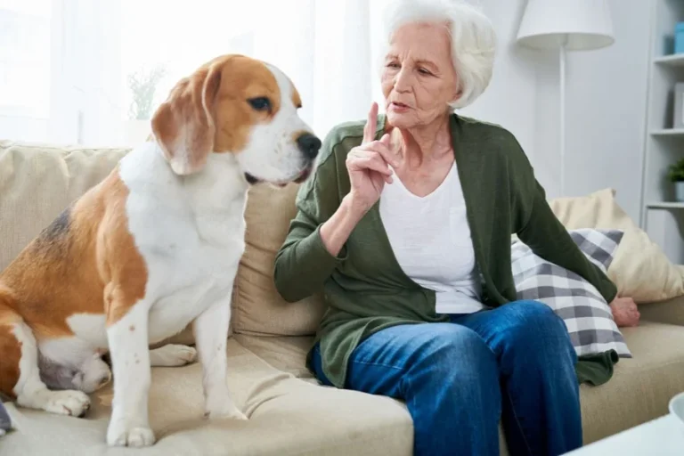 5 Common Misconceptions About Animal Hospitals Debunked