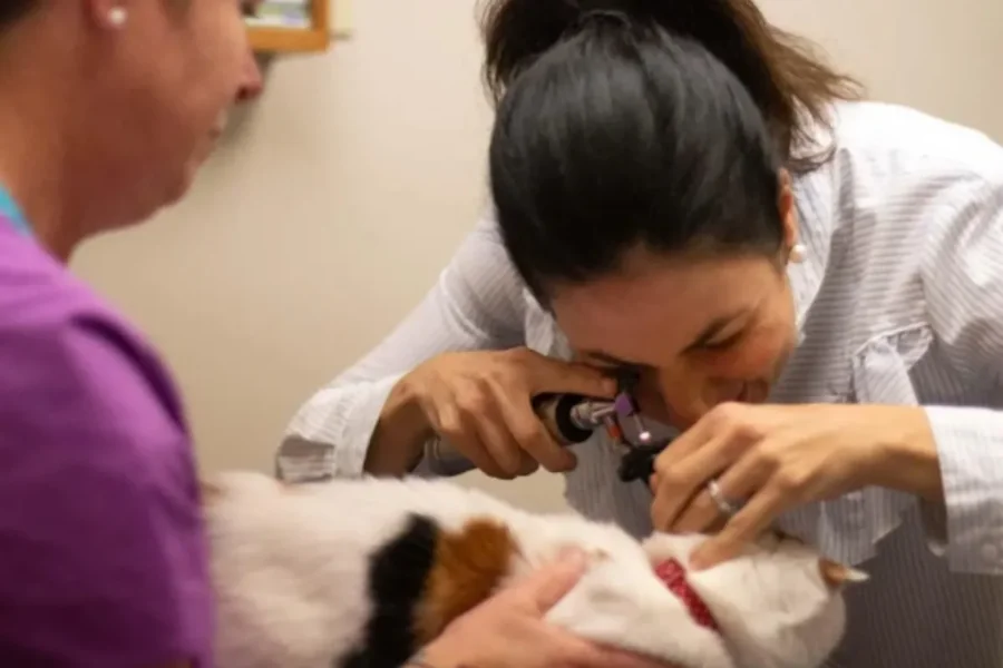 5 Ways Animal Hospitals