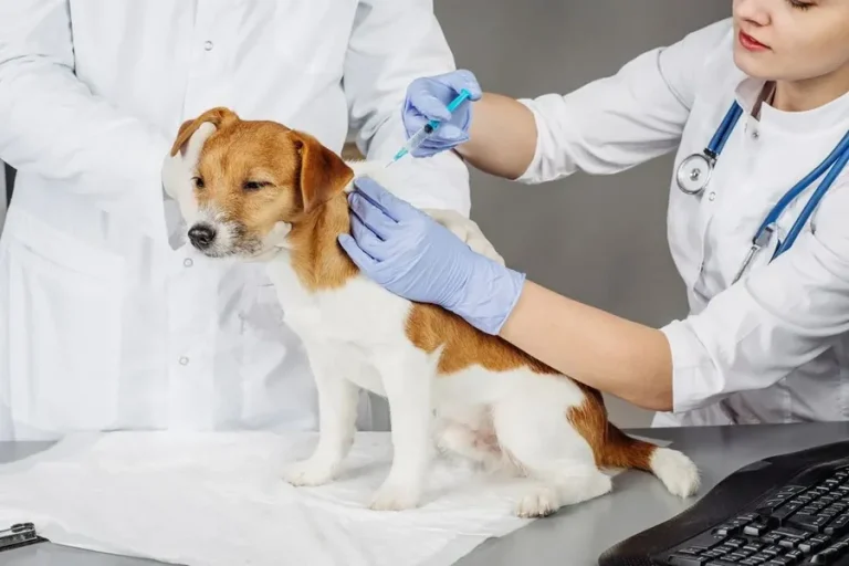 How Animal Hospitals Support Preventive Dental Programs