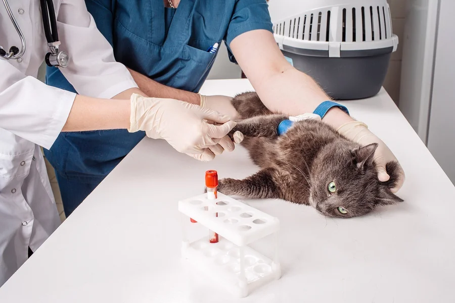 Veterinary Hospitals