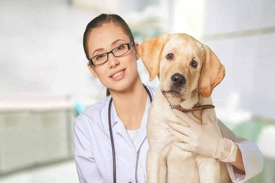 General Veterinarians