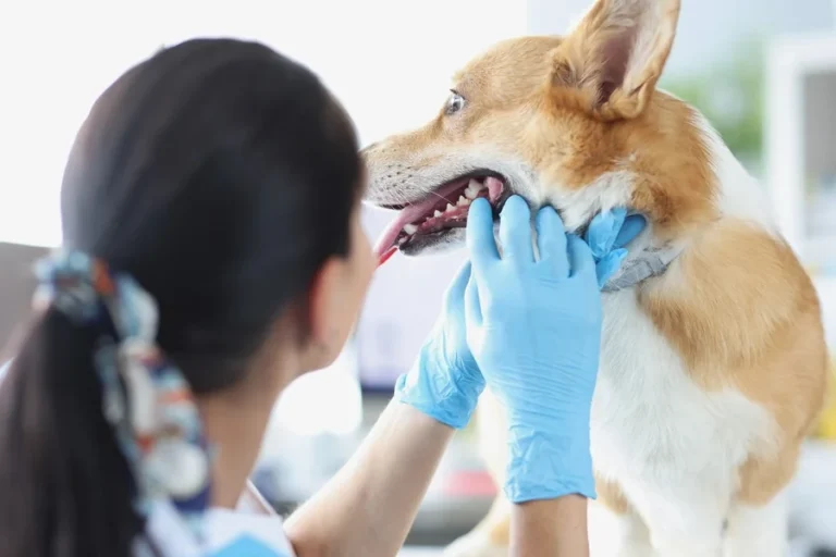 5 Reasons Animal Hospitals Are Vital To Responsible Pet Ownership