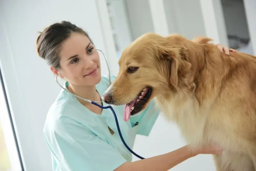 General Veterinarian