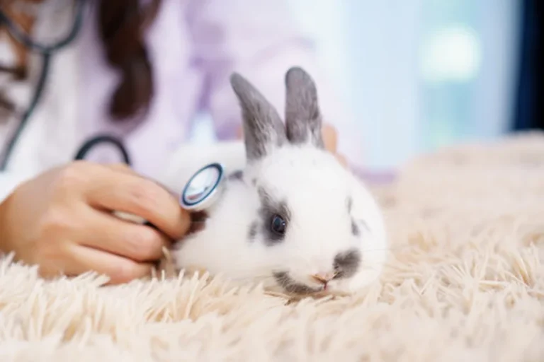 Why Animal Hospitals Are Essential For Exotic Pet Care