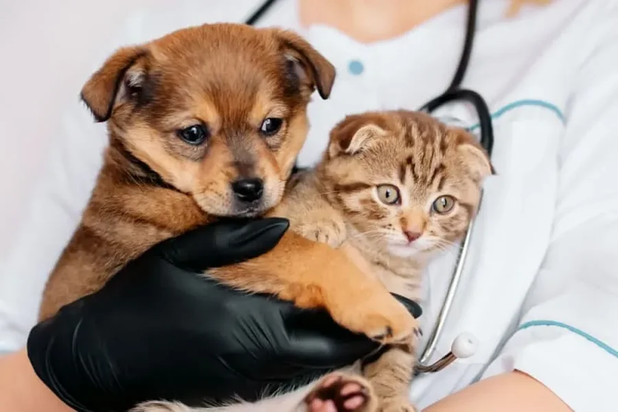 Small Pets