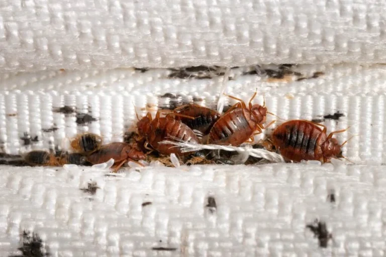 Why Do Bed Bugs Move Between Apartments Even When Units Are Kept Clean?